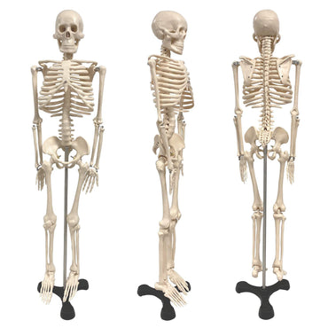 Human Skeleton Model with Key, 34"